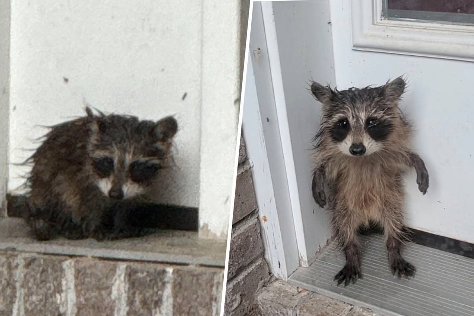 Frightened, the baby raccoon curls up on the doorstep.
