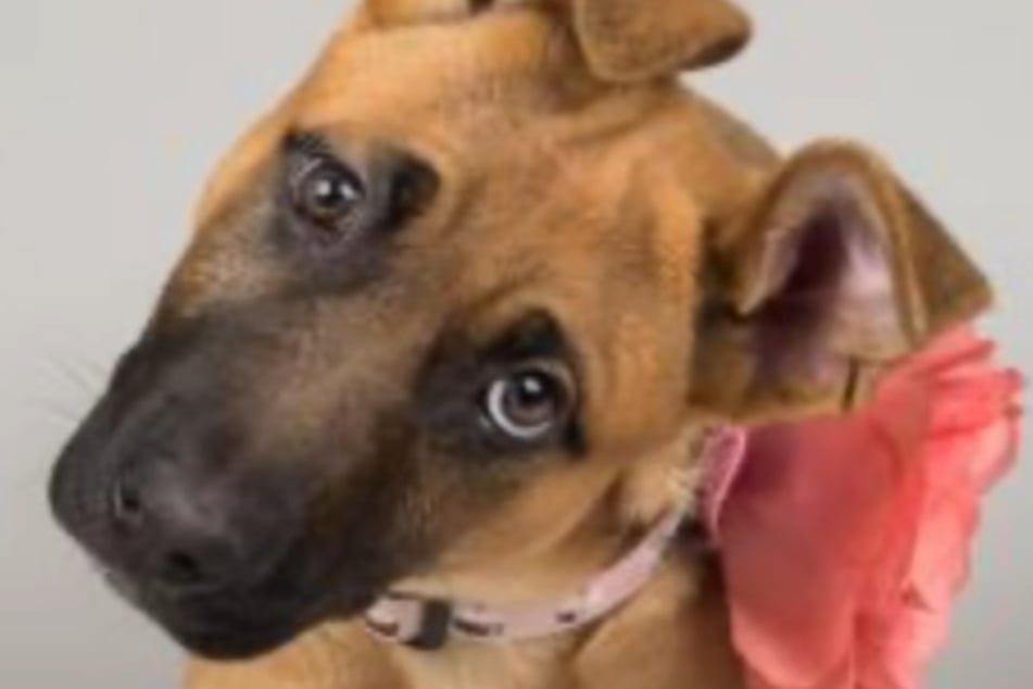 This is what Delilah looked like as a puppy when she first arrived at the shelter.