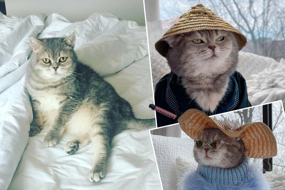 Cat in a hat: Kitten rescued on vacation now has a new home and a modeling career!