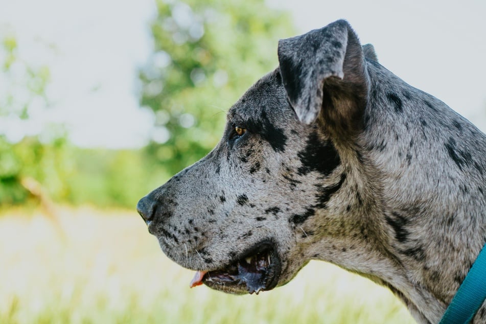 What is the biggest dog breed in the world?