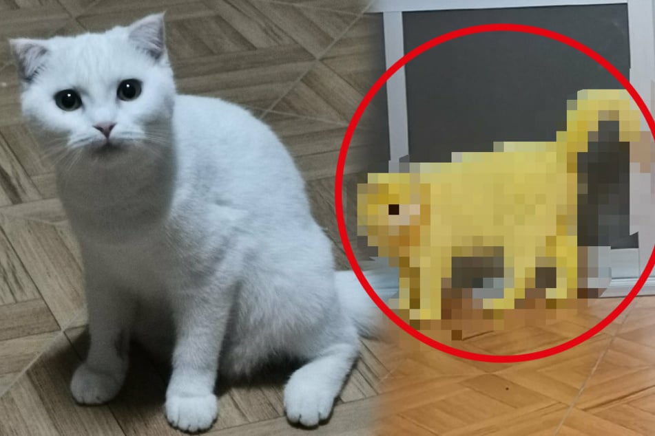 Pika(t)chu: cat gets yellow dye-job and a huge internet following