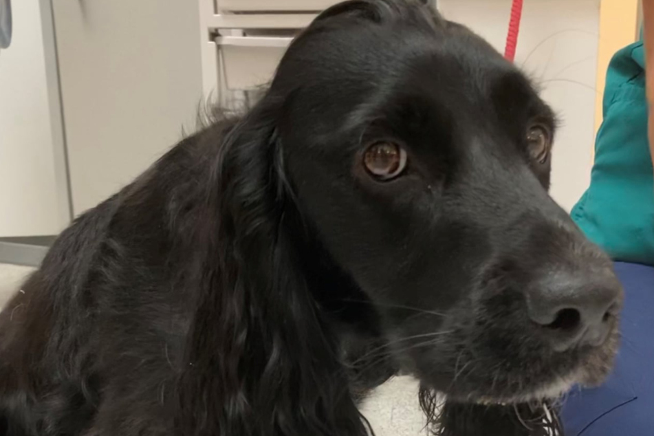 A mask almost cost this dog his life