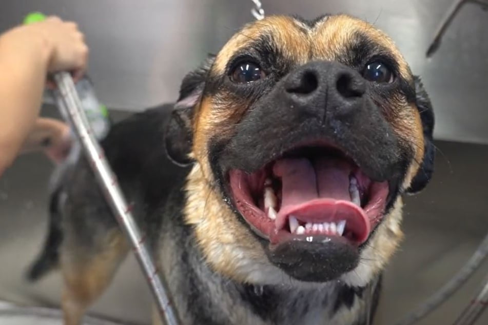 This little goblin made his groomer "laugh for an hour straight."