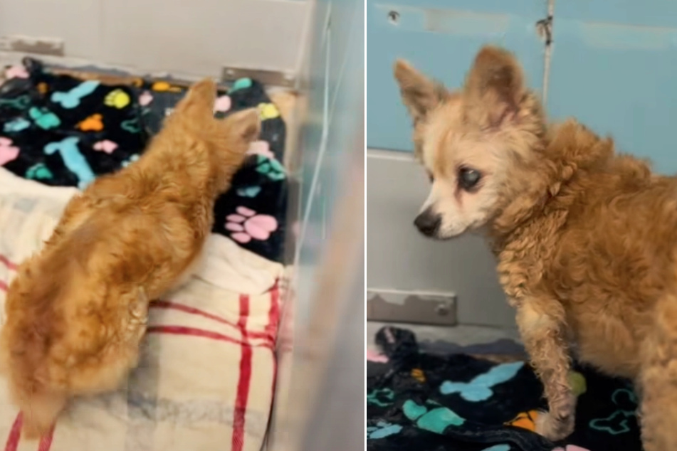 Shock after 15 years: Agatha, who is blind and deaf, is now back at the shelter.