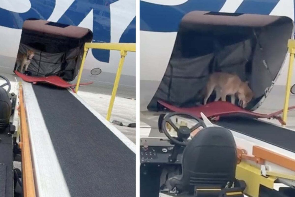 Dog escapes mid-flight by chewing through her cage!