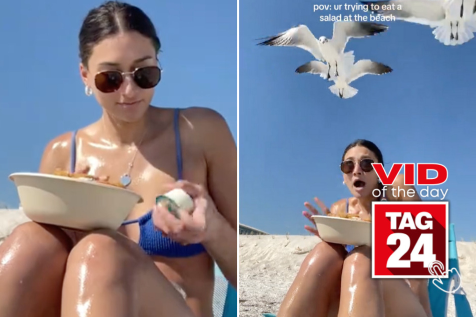 Viral Video of the Day for March 4, 2024: Seagulls pester girl on beach for her yummy salad!