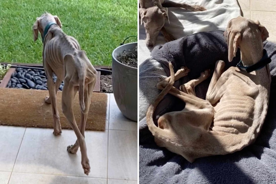 Dog is dying from mystery illness until doctor has lifesaving last-minute idea