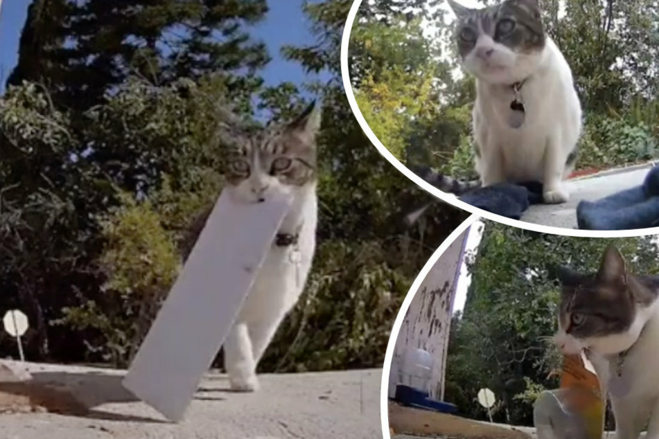 This cat snitches up everything from letters (l), socks (top right) to garbage.