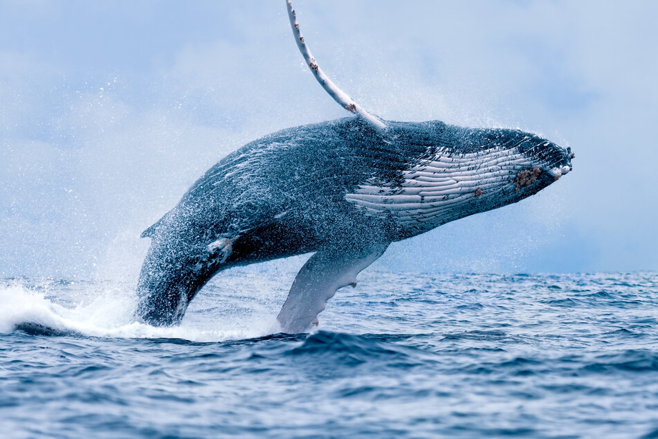 Hungry humpbacks head to the Big Apple!