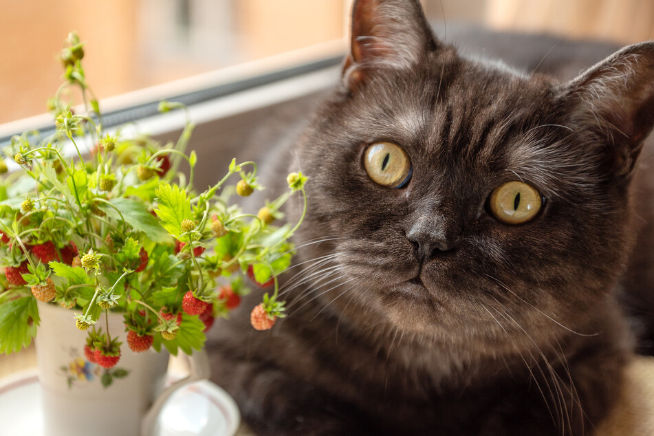 It is possible that cats become curious about the taste of strawberries because of their smell and appearance.