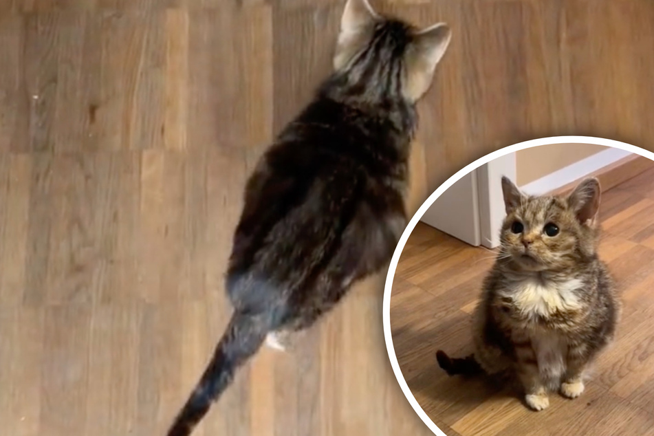 "Forever kitten" has TikTok gushing over his adorably small size