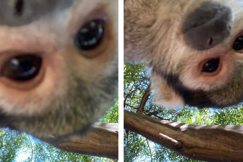 National Selfie Day: Squirrel monkey snaps sassy selfies at the Oakland Zoo