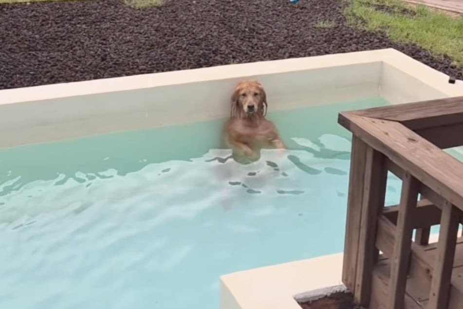 This Golden Retriever has figured out how to truly relax the pool!
