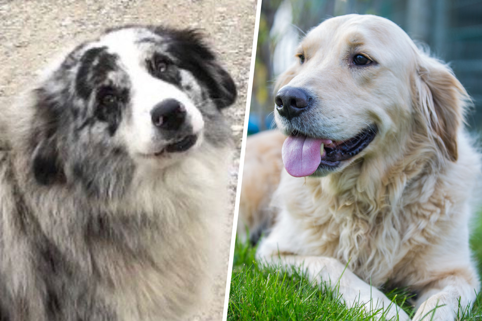 Australian Shepherd and golden retriever puppy mix leaves TikTok in awe!