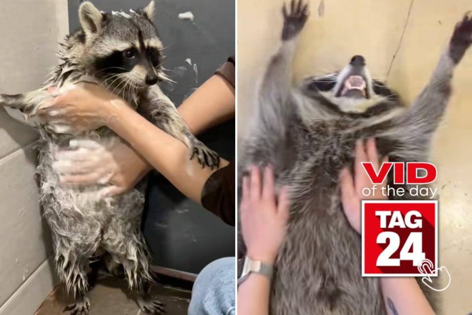 Viral Video of the Day for December 7, 2025: Adorable raccoon shows off his go-to chill routine