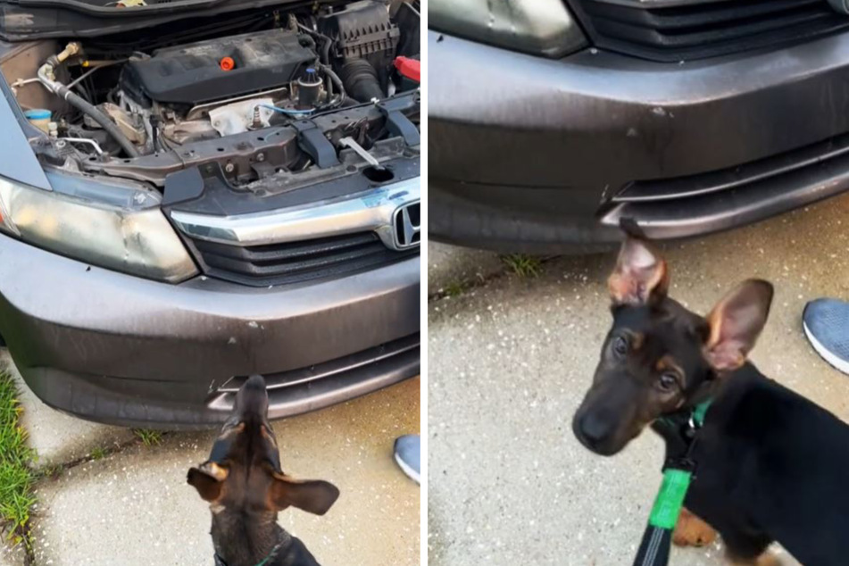 Why did Savannah Piccini's dog sound the alarm at her car?