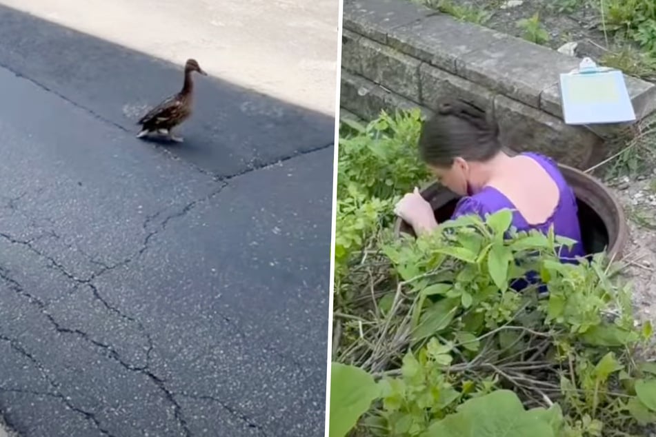 Duck mama begs woman to help save trapped ducklings – can she get to them in time?