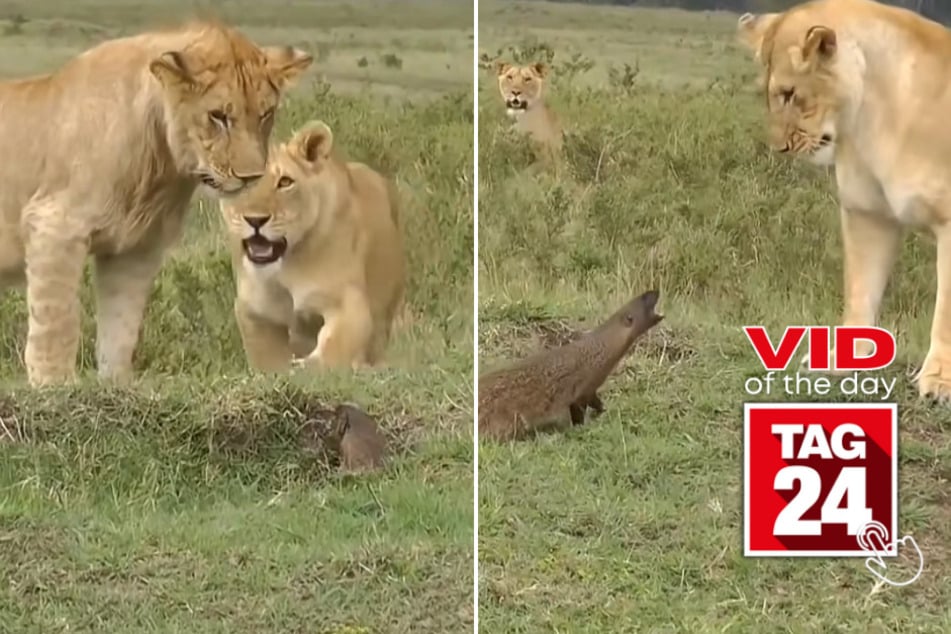 Viral Video of the Day for May 13, 2023: Mighty mongoose takes on the lion king of the savanna