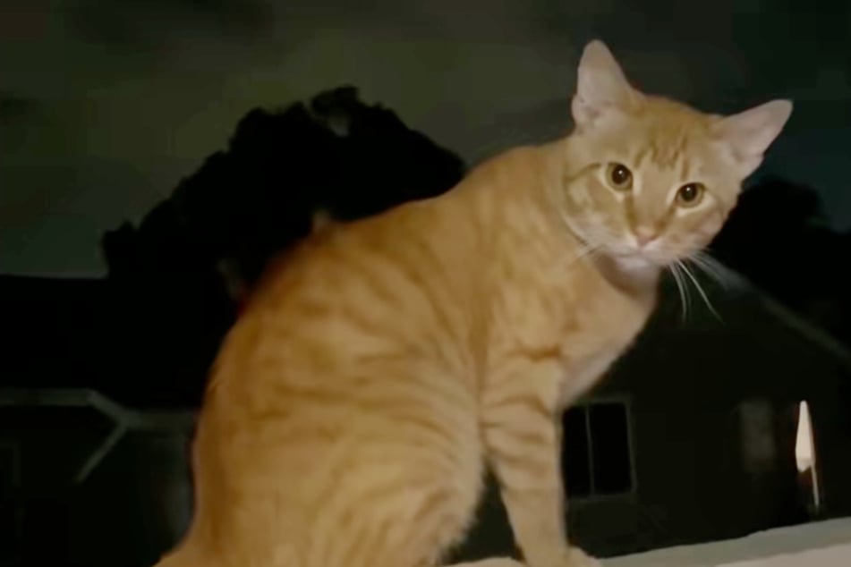 Cat lover who fed a stray is shocked when the kitty finds out where she lives!