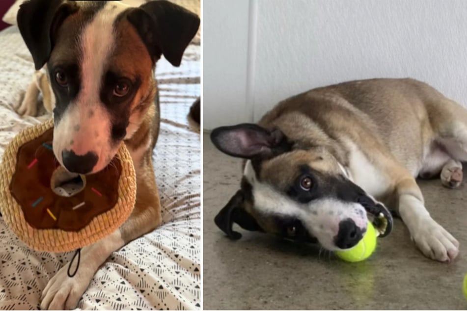 Buddy the dog is eagerly awaiting his forever home after being heartlessly abandoned.