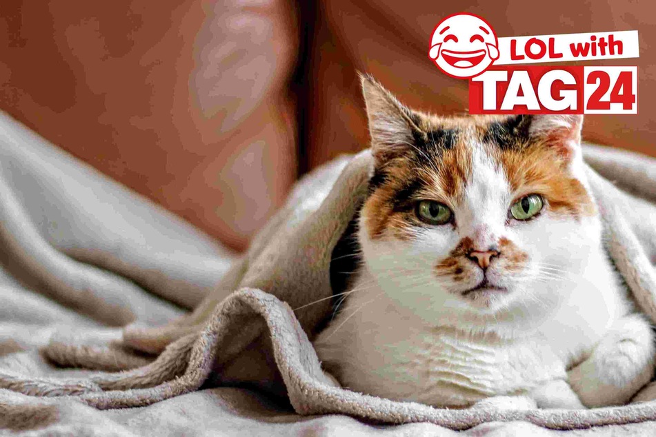 Joke of the Night for May 25, 2024: The best jokes to laugh Caturday away