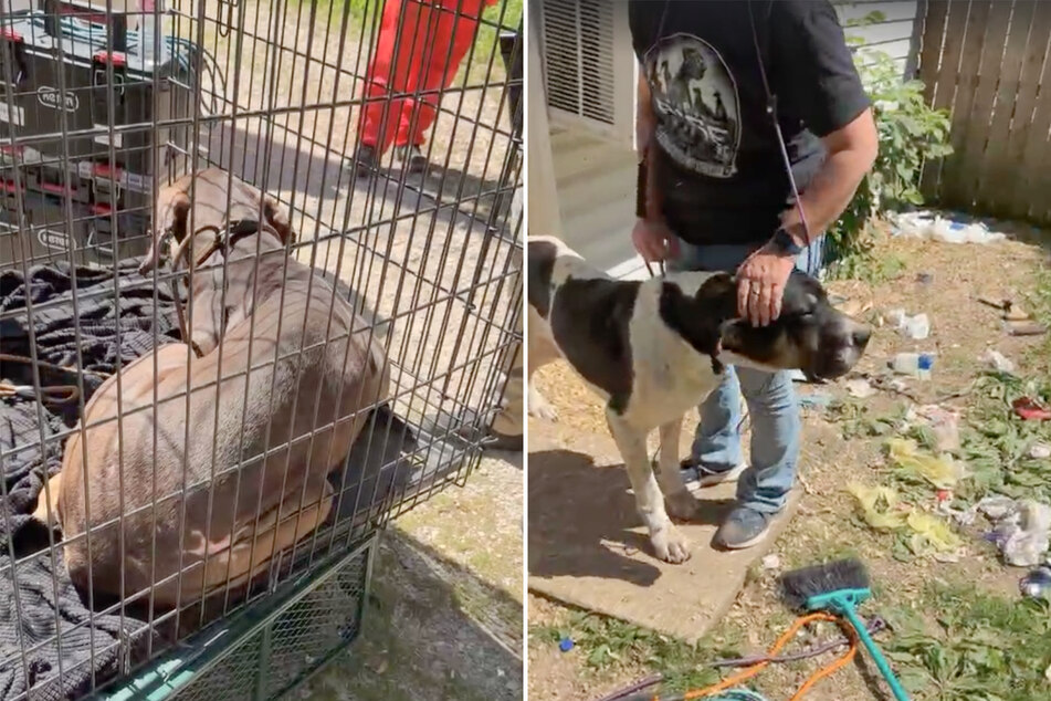 On site, the dogs were loaded into crates and taken to Daisy's Dane Sanctuary.