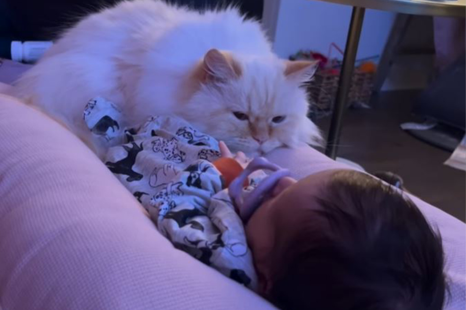 BamBam the cat got along well with Krista Lecuyer's baby right from the start!