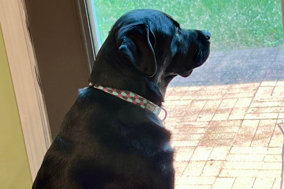 They had spent eight years together with her, but suddenly Molly the dog's family was seriously considering putting the healthy pup to sleep.