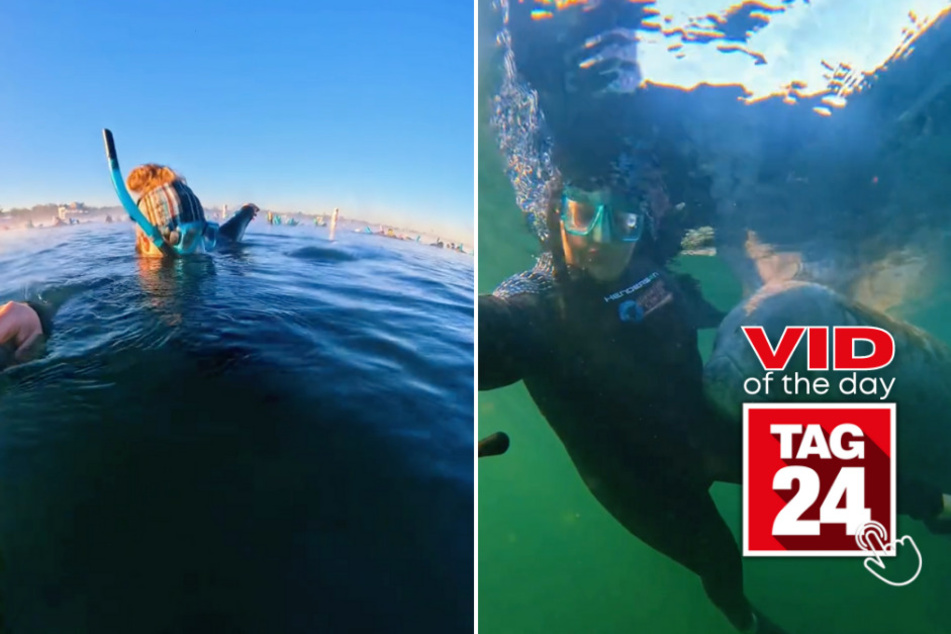 Viral Video of the Day for February 23, 2024: Sea creature gives some love on TikToker's swim!