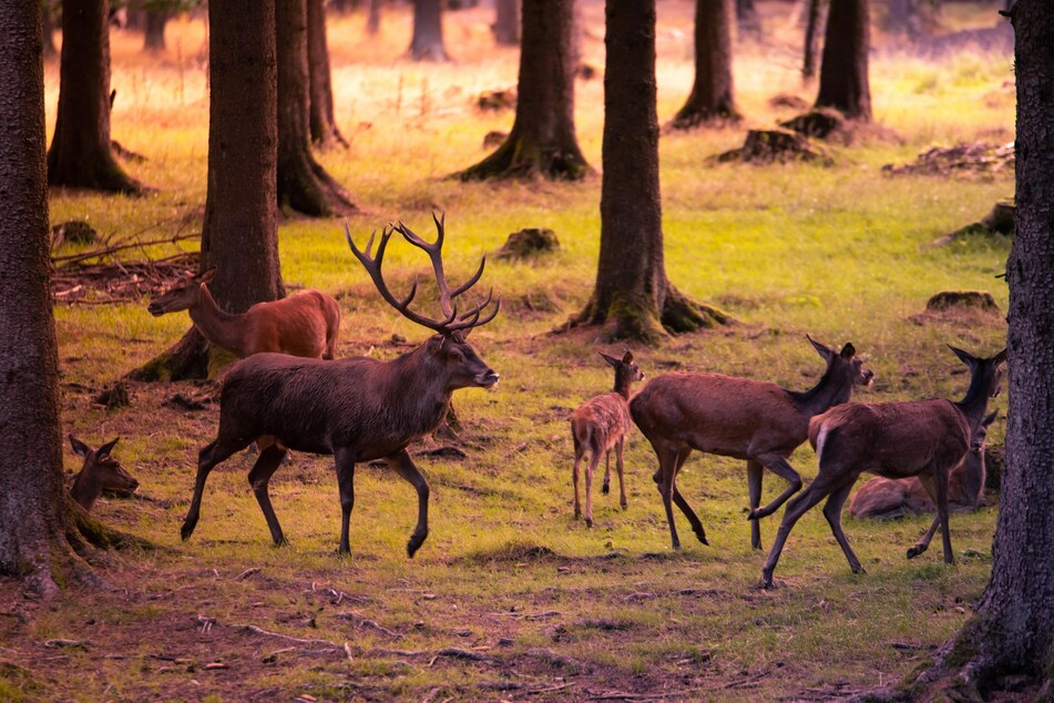 Deers exist in Oklahoma, but are there any other fabulous mythical creatures?