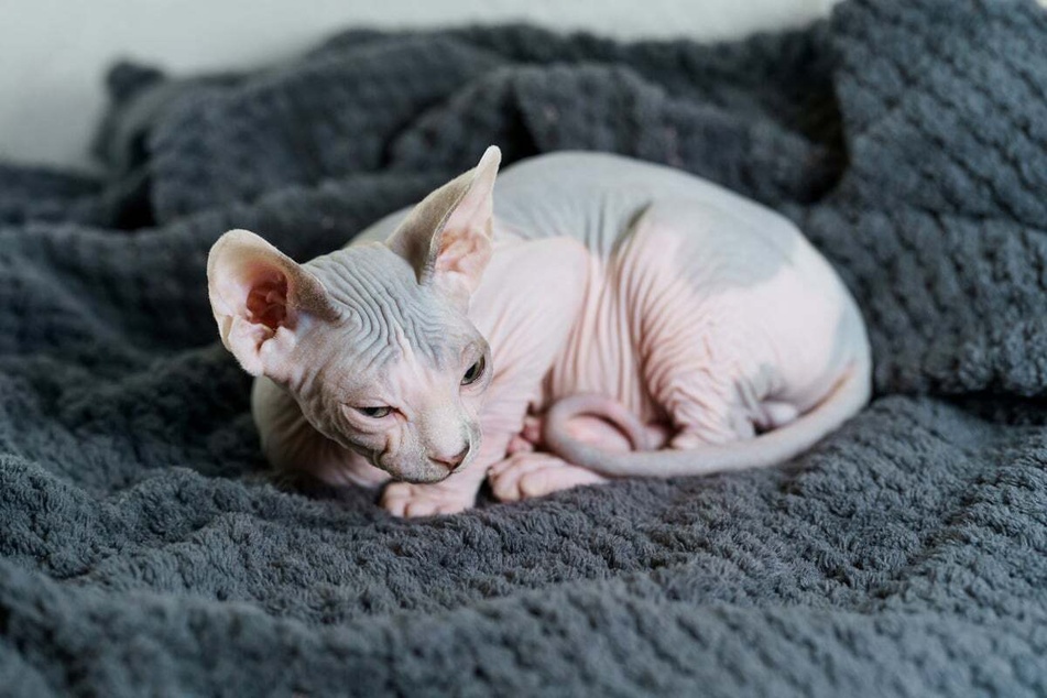 The distinct skin folds are a characteristic of Sphynx cats.