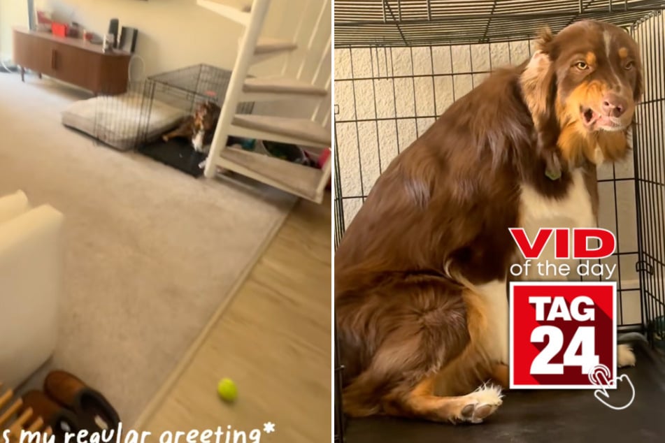 Viral Video of the Day for February 25, 2026: Adorable dog goes viral for hilariously guilty look in crate