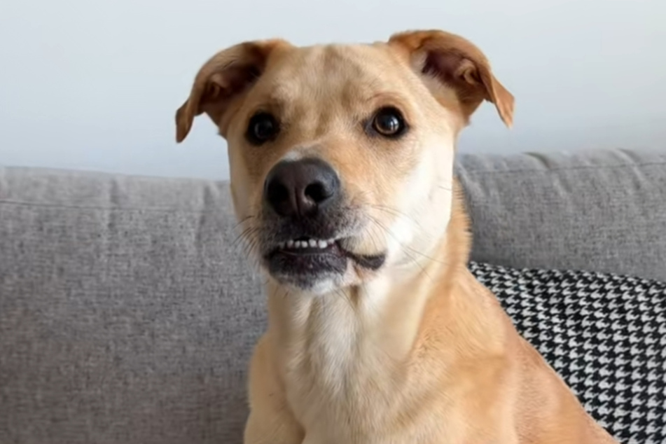 In the clip, the dog sits on the sofa, apparently demanding to see Danny sing her special song.