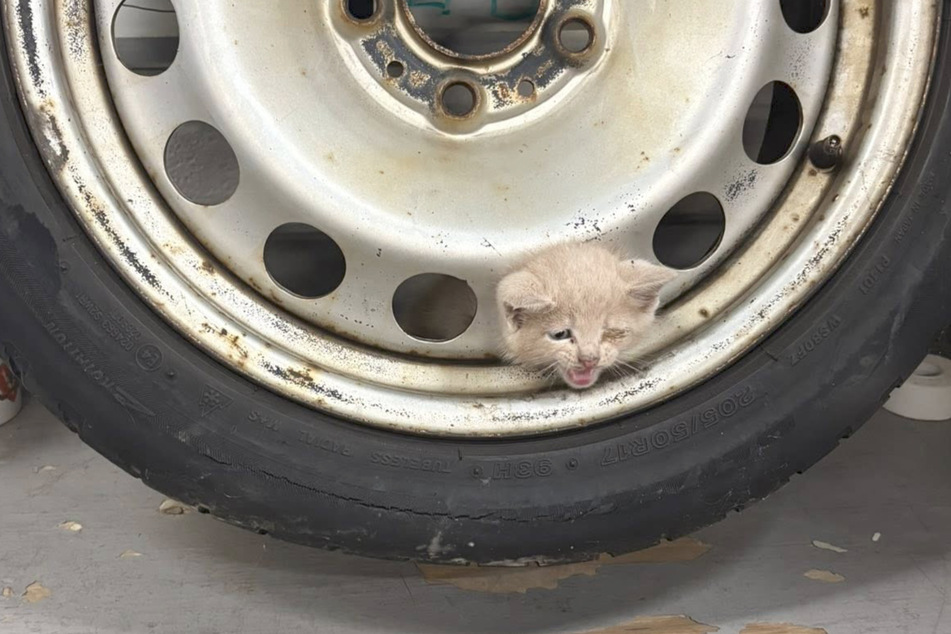 Yoda the kitten had already given up hope of rescue.