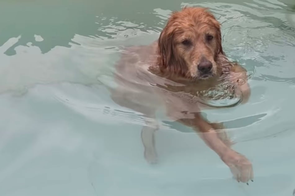 Noeul can't get enough of the water.