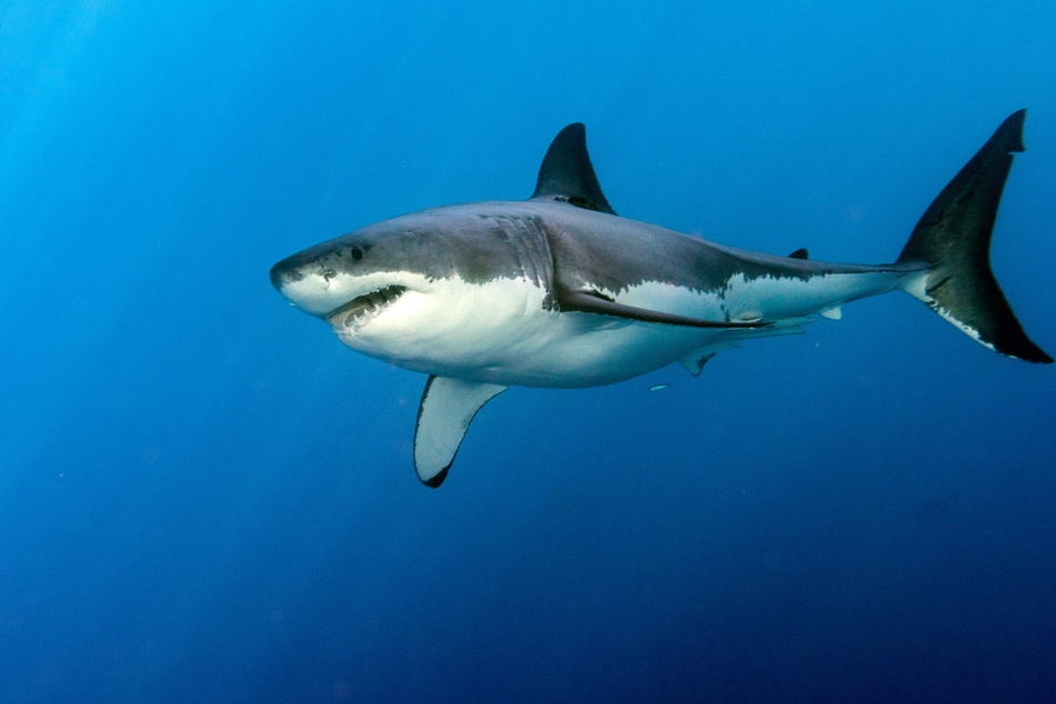 Shark attacks 9-year-old boy bodysurfing in Miami Beach