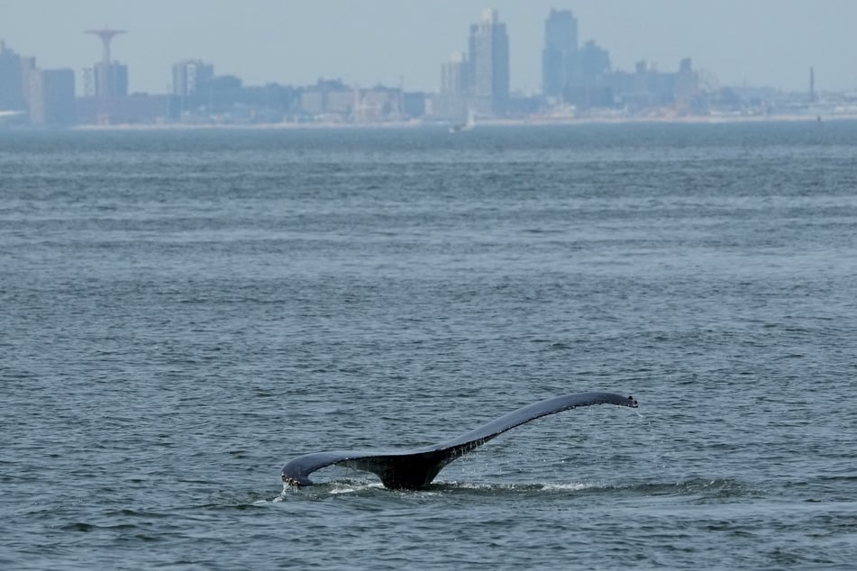A humpback whale surfaces in the Atlantic Ocean off the coast of New York City on August 13, 2026.