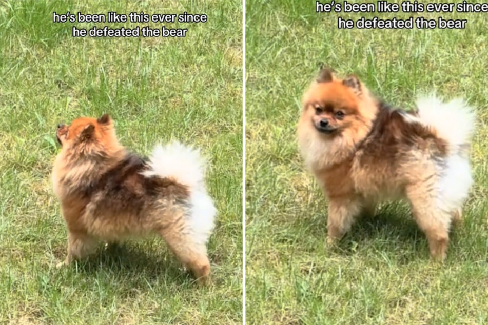 After this heroic act of bravery, Scout the dog is bursting with self-confidence.