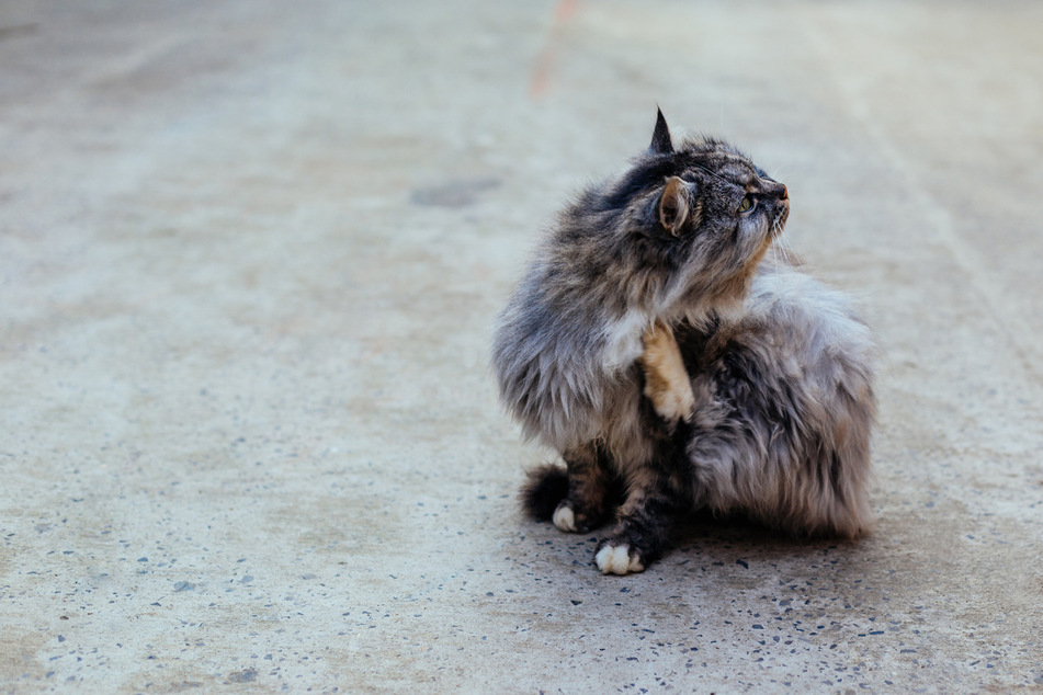 Cats will get very uncomfortable and unhappy if you pet them the wrong way.