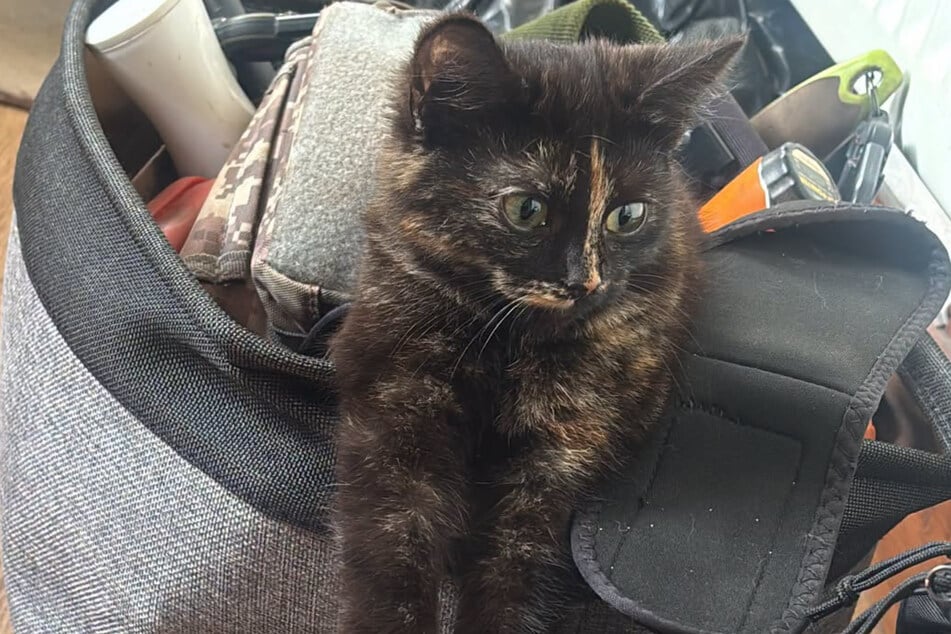 This cat is doing fine now, all things considered.
