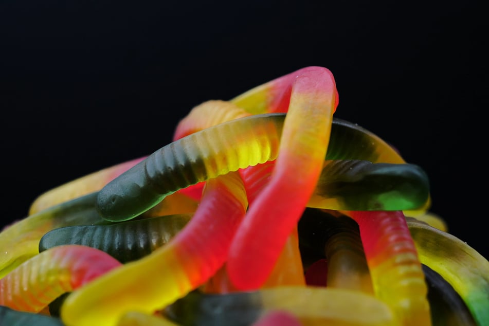 Female dog Scooter swallowed 1.1 kilograms of gummy worms. (stock photo)