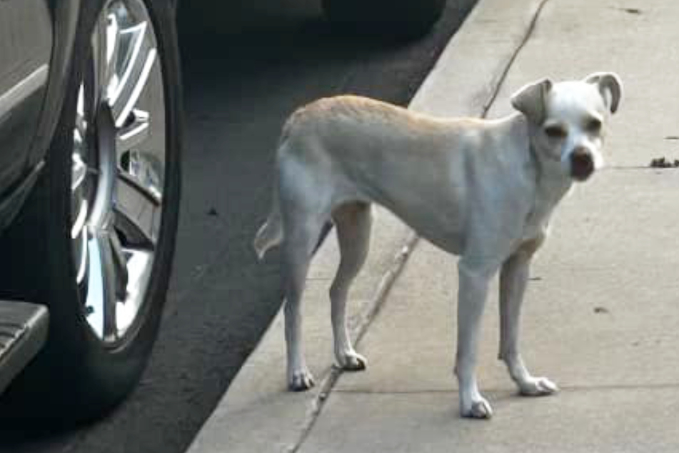 Abandoned dog refuses to leave spot owners left her in heart-breaking rescue