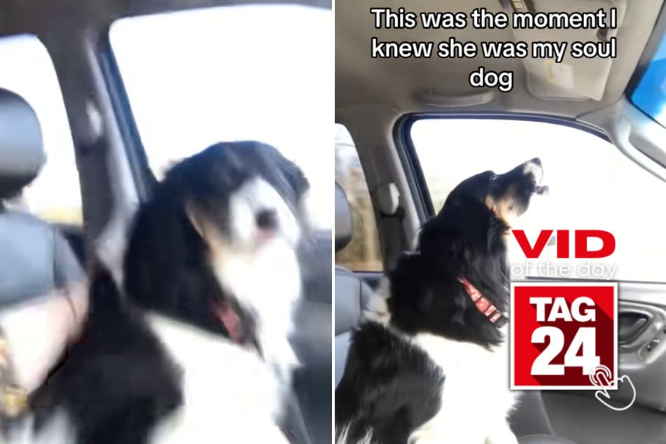 Viral Video of the Day for October 20, 2025: Dog steals the spotlight as owner belts out Whitney Houston