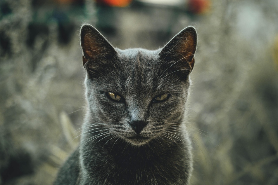 Why is my cat suddenly aggressive? It's a bit complicated.