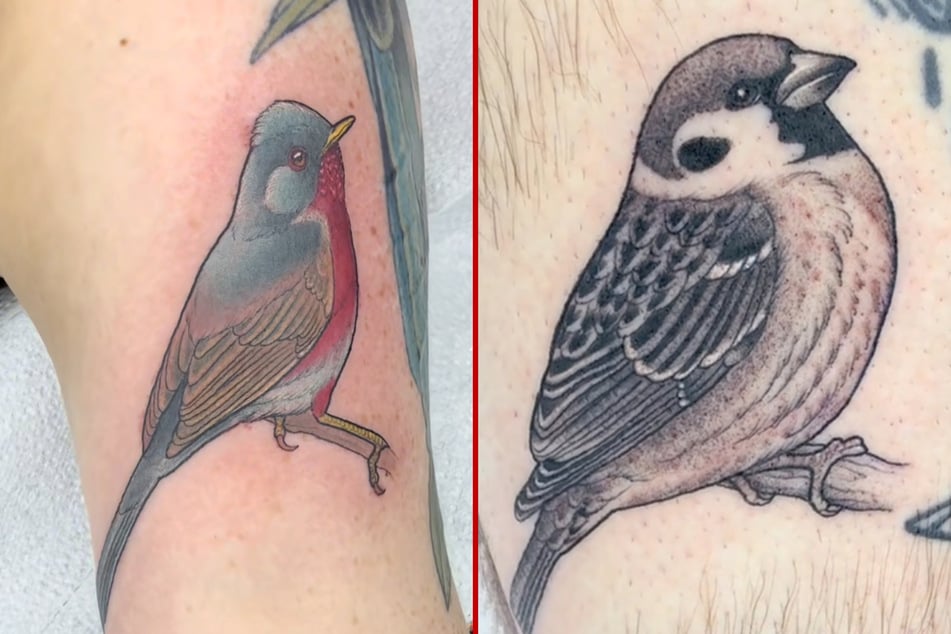 Avian ink addict goes on wild quest to tattoo every British bird
