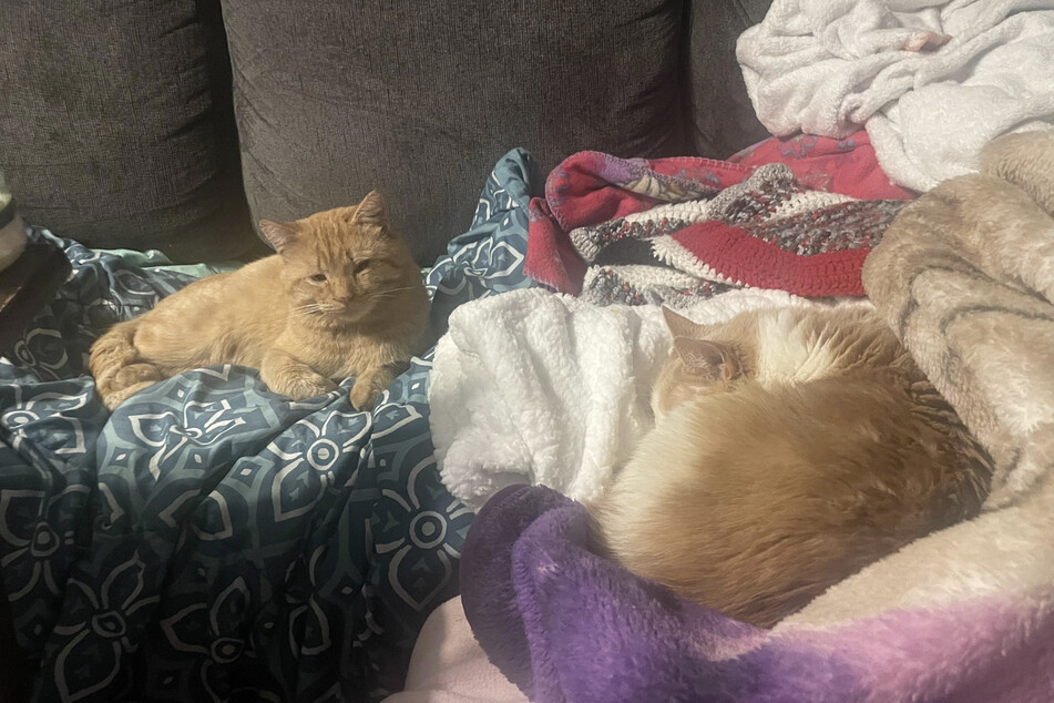 The two orange cats are already getting on quite well.