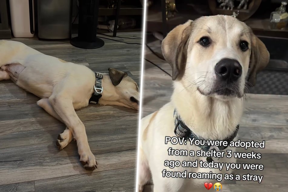 Jon Snow the dog was found again without an attachment after being adopted - the Labrador mix is now waiting to be adopted again.