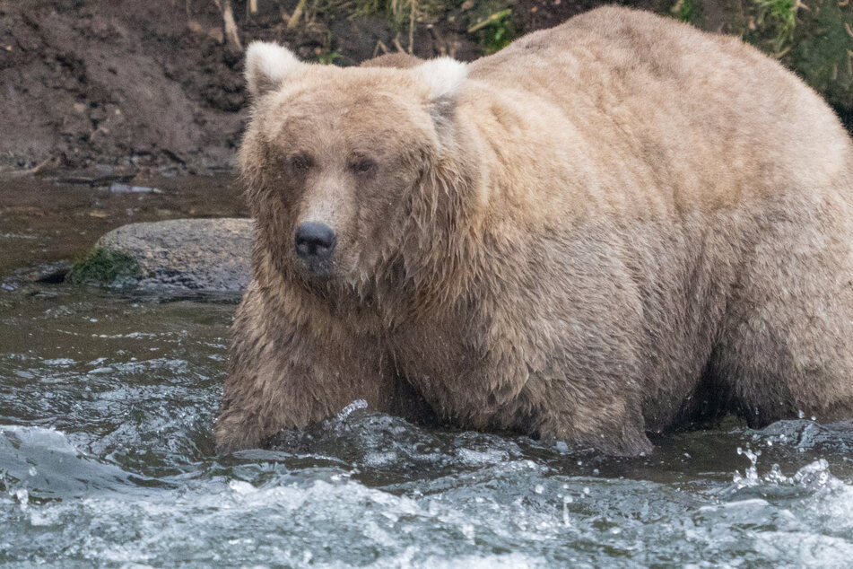 Fat Bear Week 2023: Winner is a feisty mama bear who blew away the competition!