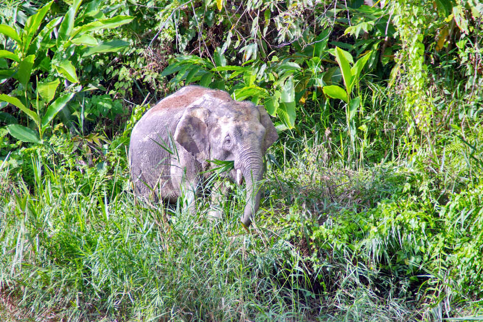The Bornean elephant is often referred to as a "dwarf" elephant due to its smaller size.