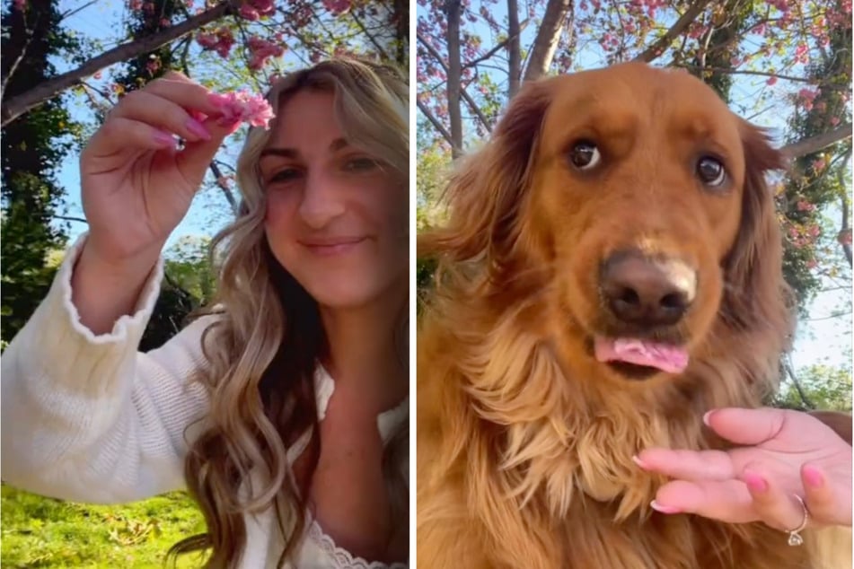 Dog owner takes selfie with a flower – then her Golden Retriever hilariously butts in!